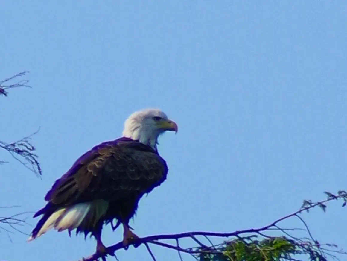 A bald eagle sitting on top of a tree branch.