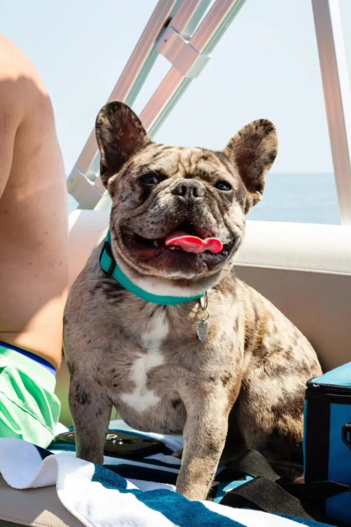 A dog sitting on the back of a boat.