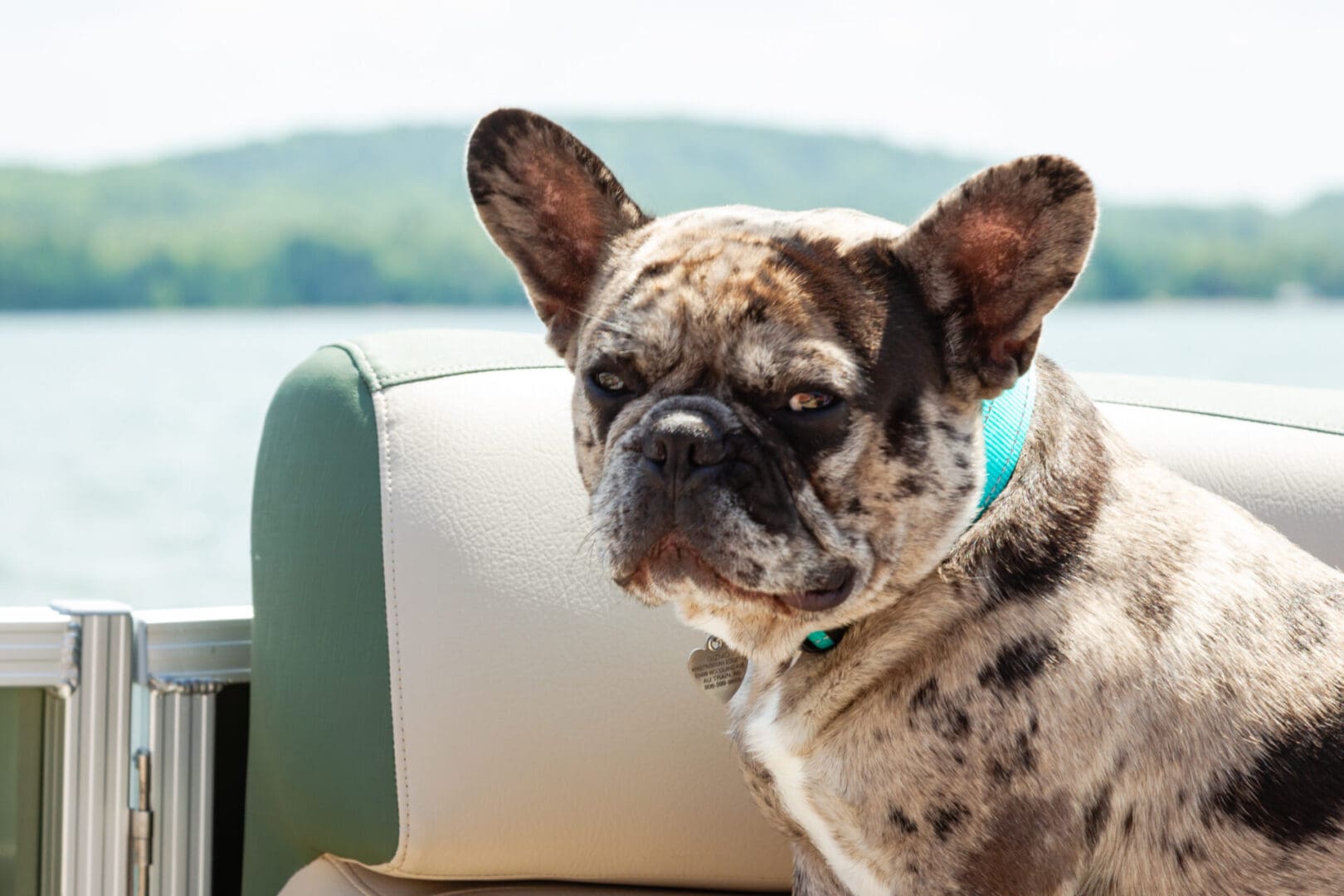 A dog sitting on top of a chair.