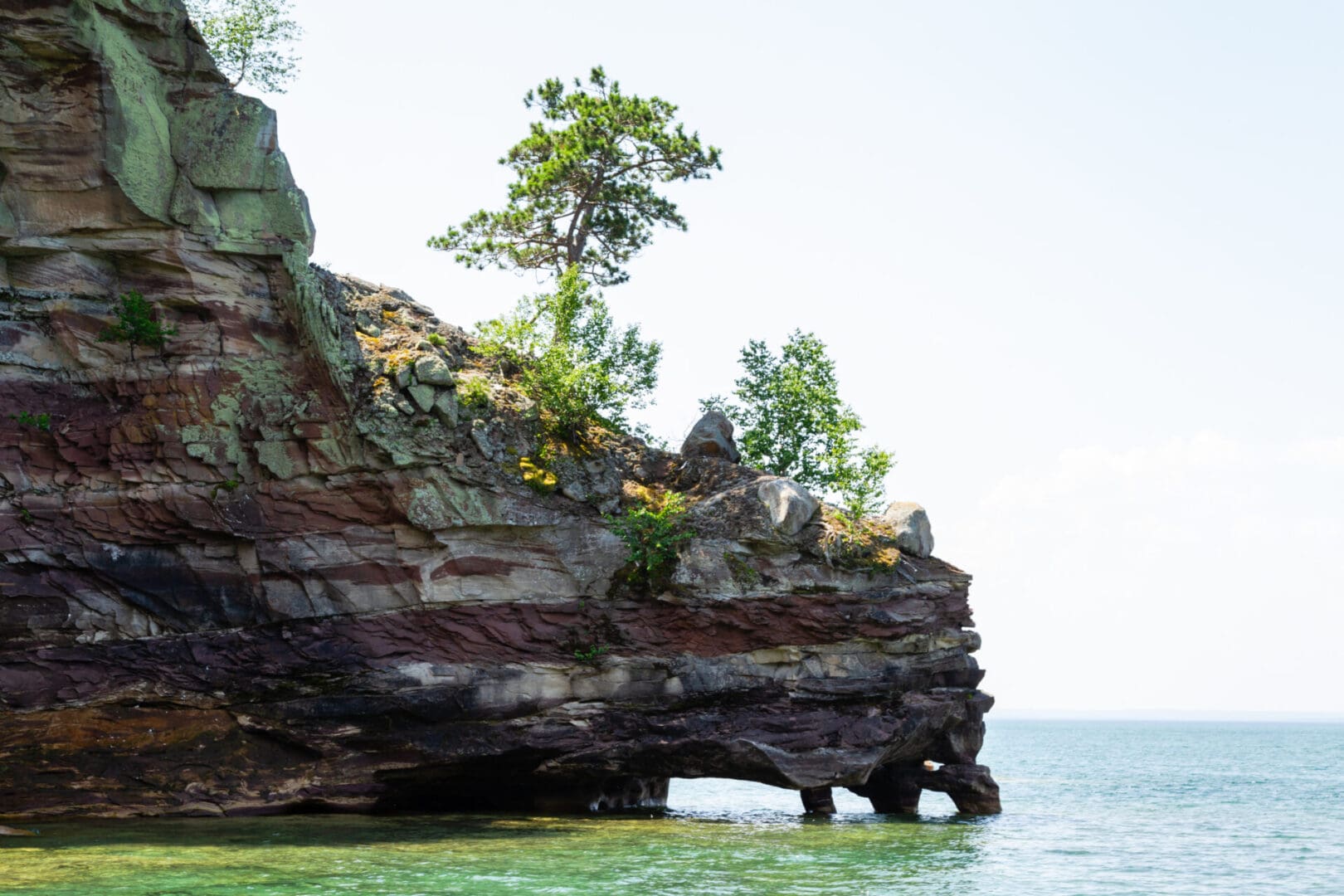 A tree growing on top of a rock formation.